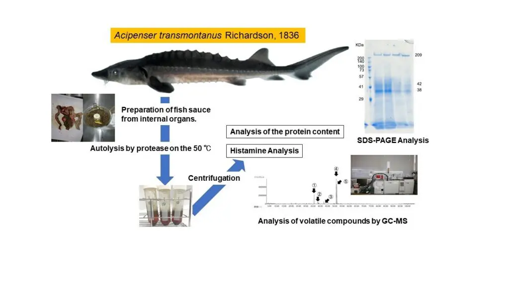 矢野原准教授の原著論文「Rapid Production of Fish Sauce from the