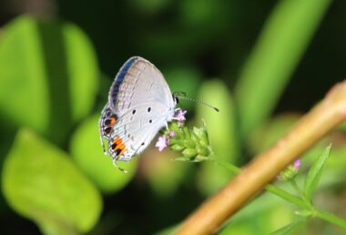 自然環境実習」で絶滅危惧Ⅰ類のチョウの生息地を見学 | 南九州大学