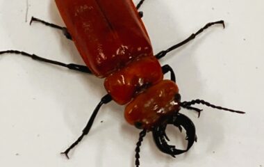 珍しい昆虫「ヒラズゲンセイ」を採集 　大学院生 野間将義さん