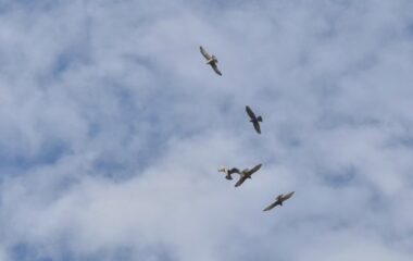 金御岳で野鳥観察：サシバの飛翔と宮崎の自然を楽しむ（講座2日目）