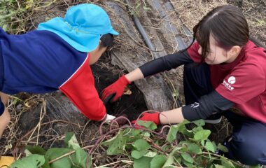 連携幼稚園と「ちょっとハードで、楽しいイモ掘り」を実施！