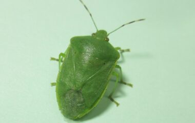 新谷喜紀教授が国際共同研究に参画カメムシ管理に関する総説論文が国際学術誌に掲載
